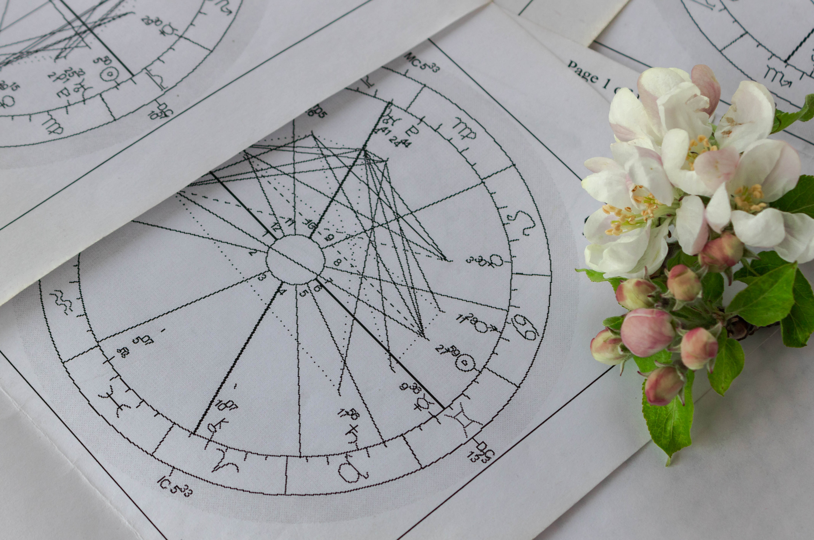Printed astrology charts with white apple flowers, springtime